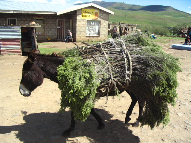 Lesotho-850
