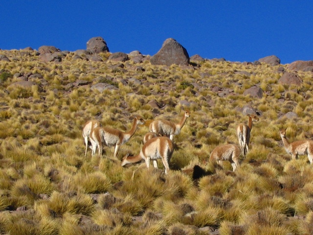 Vikunyák az El Tatio gejzírnél, Chile