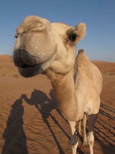 Oman, Wahiba sands camel