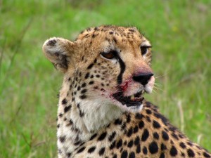 wild life in Africa wild life in Africa