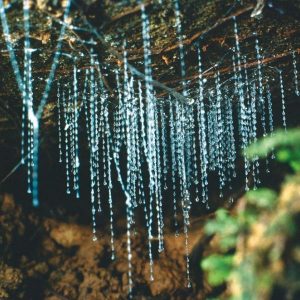 waitomo barlang, Új Zéland