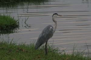 Chobe madárvilága is változatos