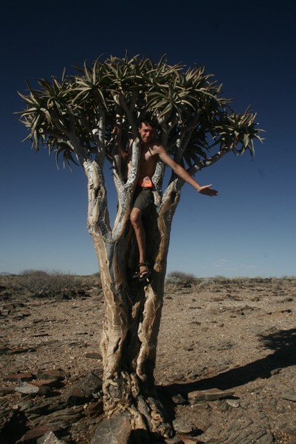 Quiver fák Namíbiából
