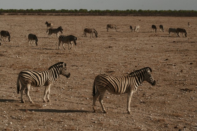 Zebrák népesítik be a szavannát
