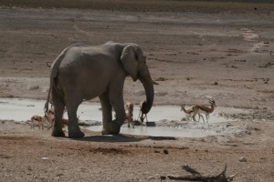 Etosha Park itatói körül
