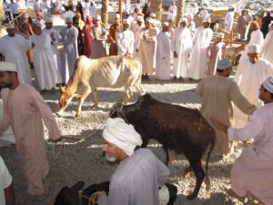 Nizwa állatpiac, Omán