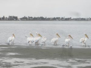Walvis Bay