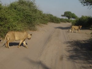 Chobe nemzeti park, Botswana