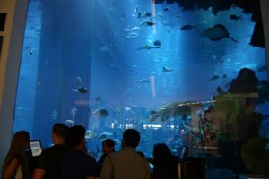 Dubai mall, akvárium