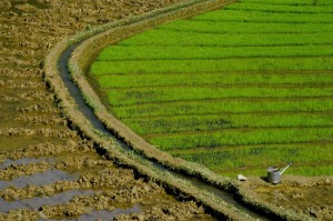 Laosz, rizsföldek
