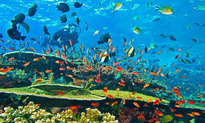 Raja-Ampat-szigetei korallok