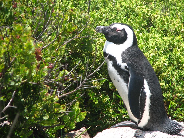Cape Town pingvin kolonia
