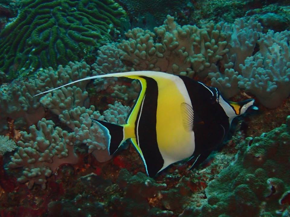 halak, korallok, Fülöp szigetek