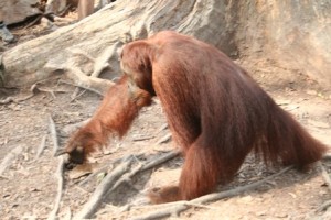 Borneo, Orángután, Maláj