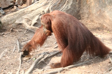 Borneo, orángután
