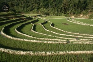 Sulawesi rizs teraszok, Indonézia