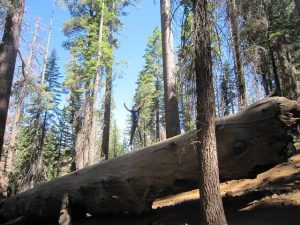 Yosemite nemzeti park, USA körutazás