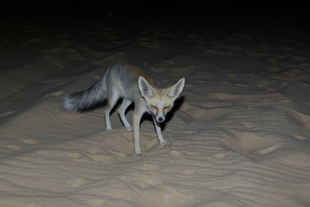sivatagi róka, Egyiptom