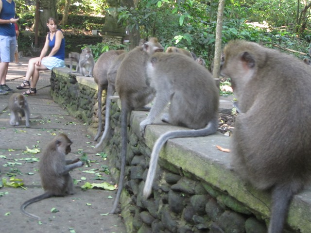 Bali, Indonézia, majomerdő