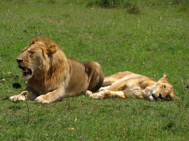 Safari, oroszlán