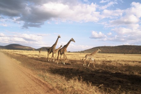 Zanzibár, Tanzánia Safari