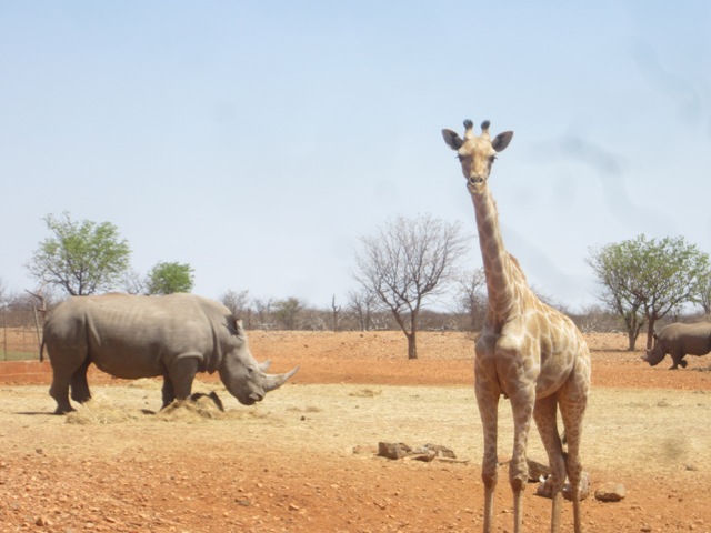 Etosha N. park, Namíbia