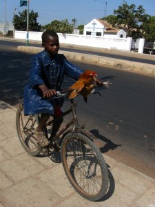 Csirke az úton... Gambia