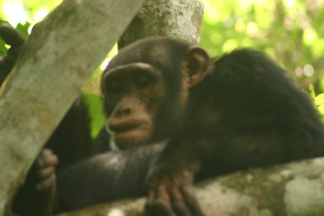 csimpánzok a kutatóállomáson