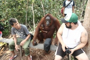 Indonézia, orangutan
