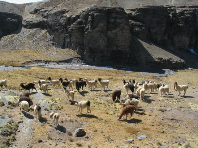 Bolivia-Lámák, vikunyák,