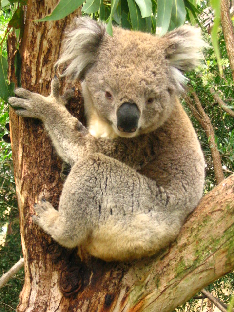 Ausztrália, koala