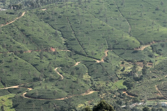 Sri Lanka - tea ültetvények