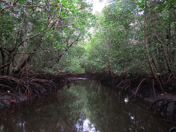 Zanzibár, Tanzánia, mangrove