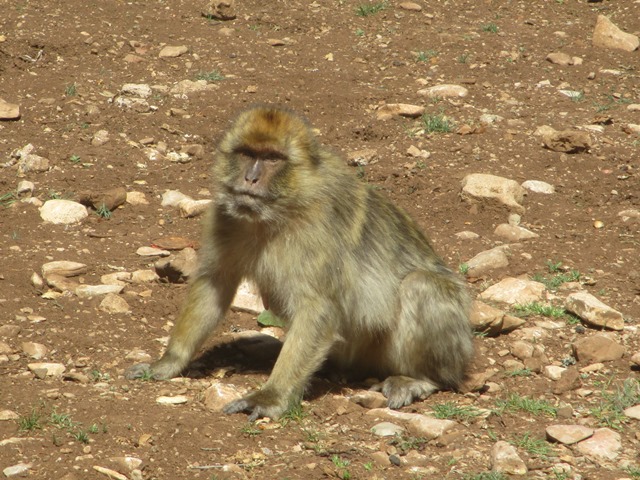 Marokko, majmok