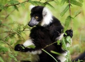 Madagaszkar