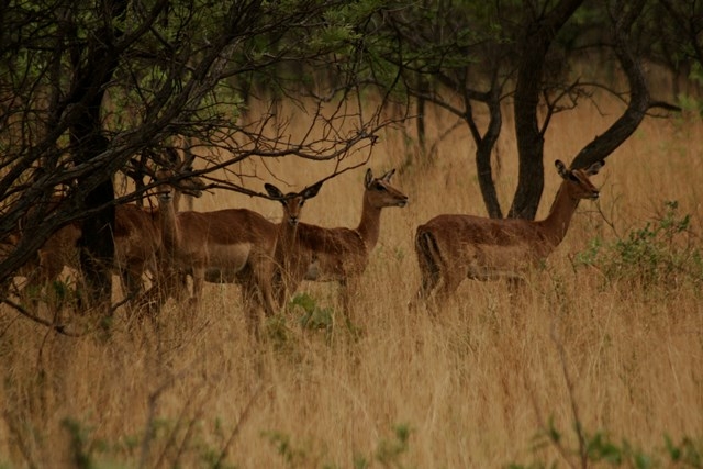 Zimbabwe 2013 (40)